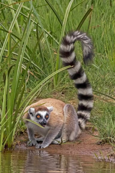 Ring-tailed Lemur (Lemur catta)