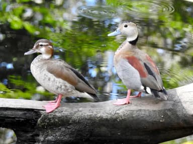 Ringed Teal (Callonetta leucophrys)