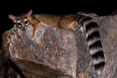 Ringtail (Bassariscus astutus)