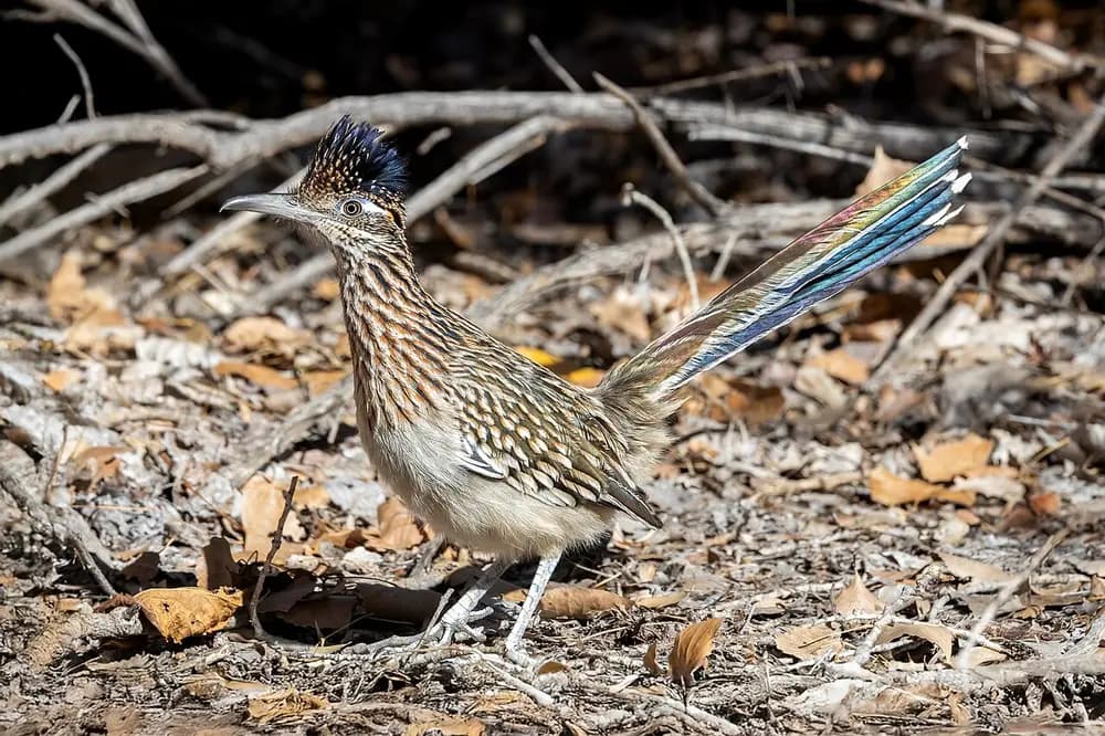 Roadrunner