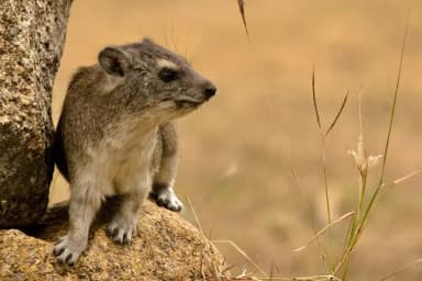 Rock Hyrax (Procavia capensis)