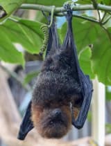 Rodrigues Flying Fox (Pteropus rodricensis)