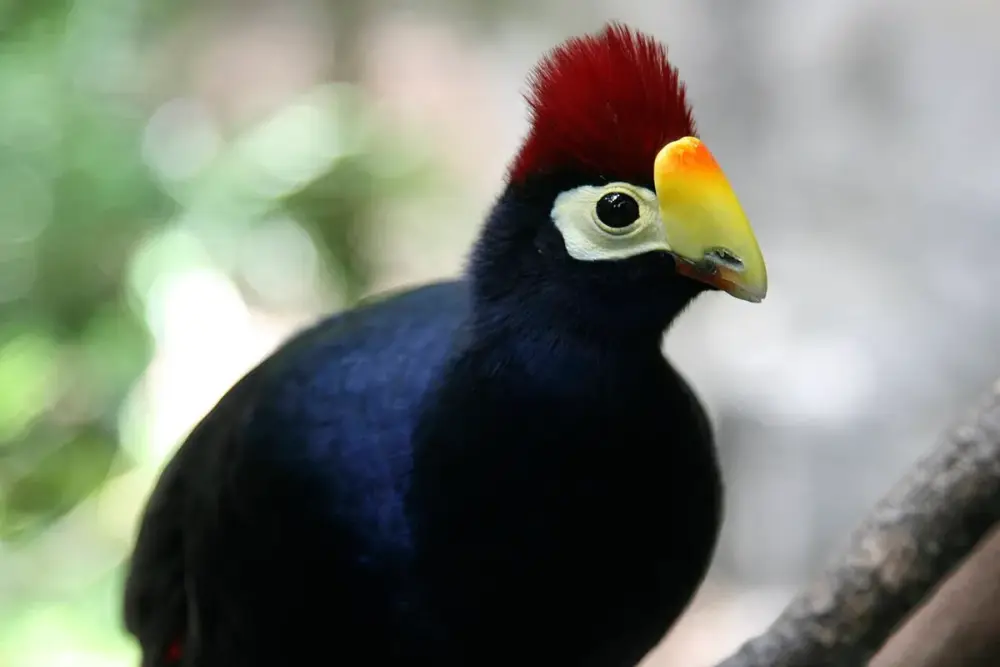 Ross's Turaco (Musophaga rossae)