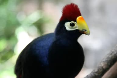 Ross's Turaco (Musophaga rossae)