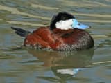 Ruddy Duck (Oxyura jamaicensis)