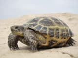 Russian Tortoise (Agrionemys horsfieldii)