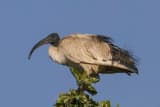 Sacred Ibis (Threskiornis aethiopicus)