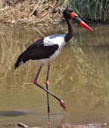 Saddle-billed Stork (Ephippiorhynchus senegalensis)