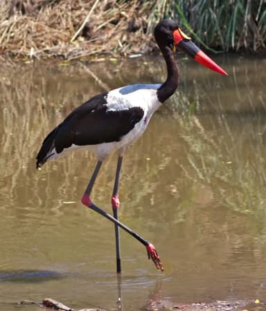 Saddle-billed Stork (Ephippiorhynchus senegalensis)