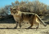 Sand Cat (Felis margarita)