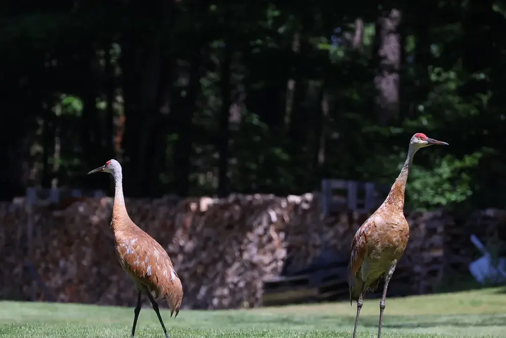 Sandhill Crane (Antigone canadensis)