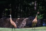 Sandhill Crane (Antigone canadensis)