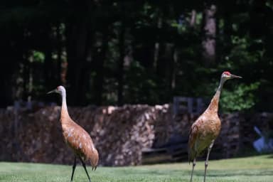Sandhill Crane (Antigone canadensis)