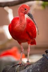 Scarlet Ibis (Eudocimus ruber)