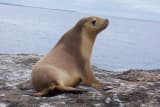 Sea Lion (Otariidae)