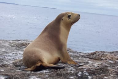 Sea Lion (Otariidae)