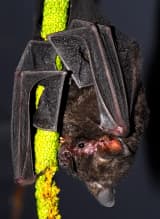 Seba's Short-tailed Bat (Carollia perspicillata)