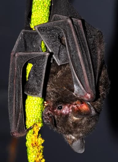 Seba's Short-tailed Bat (Carollia perspicillata)