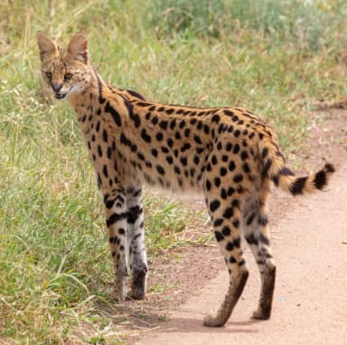 Serval (Leptailurus serval)