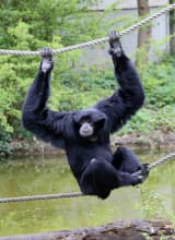 Siamang (Symphalangus syndactylus)