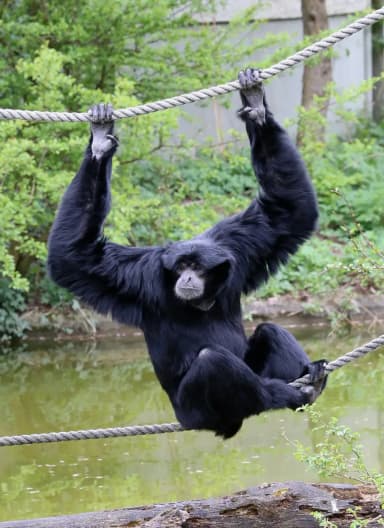 Siamang (Symphalangus syndactylus)