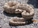 Sidewinder (Crotalus cerastes)