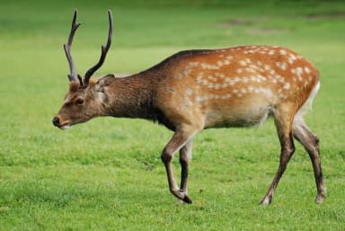 Sika Deer (Cervus nippon)