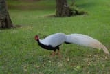 Silver Pheasant (Lophura nycthemera)