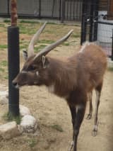 Sitatunga (Tragelaphus spekii)