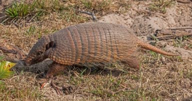 Six-banded Armadillo (Euphractus sexcinctus)
