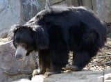 Sloth Bear (Melursus ursinus)