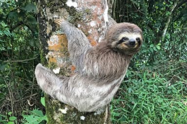 Sloth (Folivora)