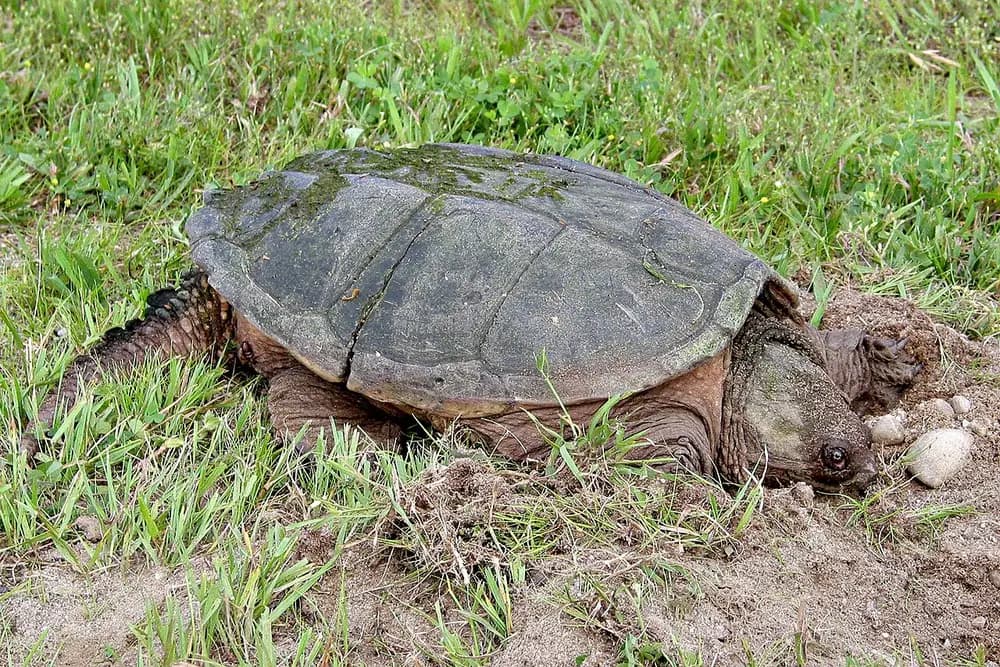 Snapping Turtle