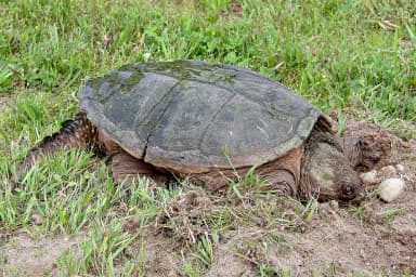 Snapping Turtle (Chelydra serpentina)