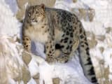 Snow Leopard (Panthera uncia)