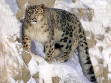 Snow Leopard (Panthera uncia)