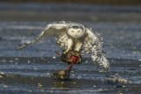 Snowy Owl (Bubo scandiacus)