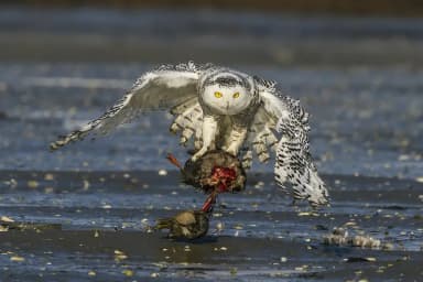 Snowy Owl (Bubo scandiacus)