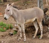 Somali Wild Ass (Equus africanus somaliensis)