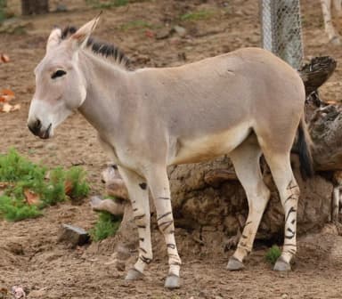 Somali Wild Ass (Equus africanus somaliensis)