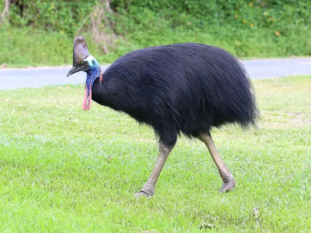 Southern Cassowary (Casuarius casuarius)