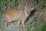 Southern Pudu (Pudu puda)