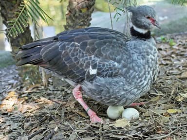 Southern Screamer (Chauna torquata)
