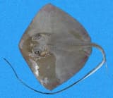 Southern Stingray (Hypanus americanus)