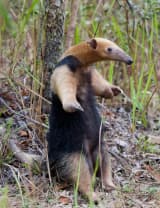 Southern Tamandua (Tamandua tetradactyla)