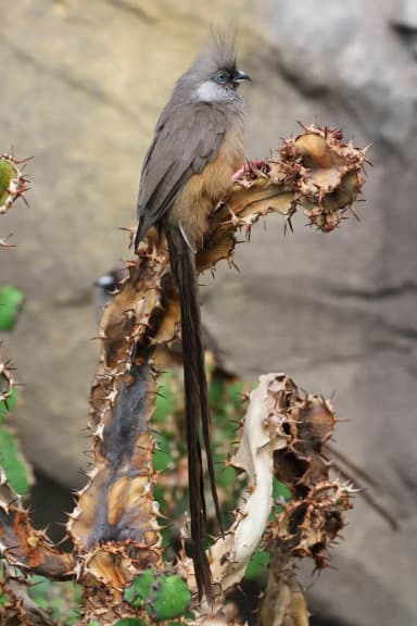 Speckled Mousebird (Colius striatus)