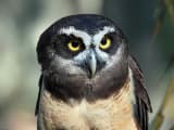 Spectacled Owl (Pulsatrix perspicillata)