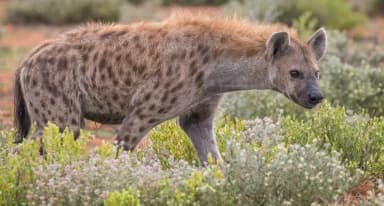 Spotted Hyena (Crocuta crocuta)