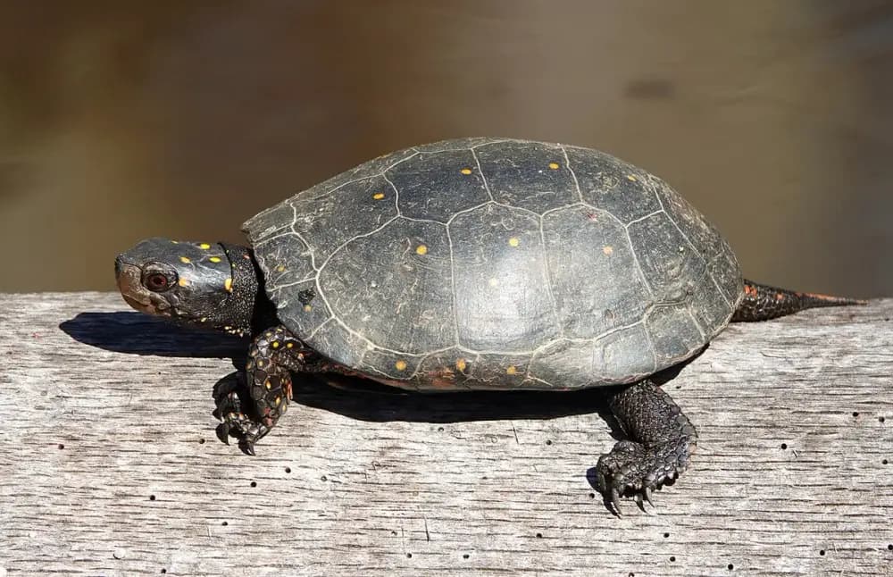 Spotted Turtle