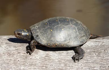 Spotted Turtle (Clemmys guttata)